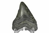 Serrated, Juvenile Megalodon Tooth - South Carolina #172104-1